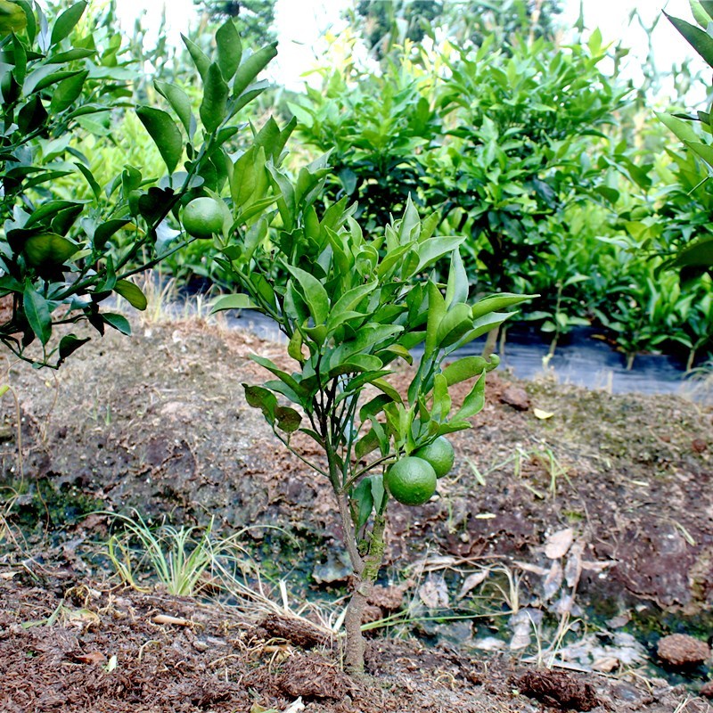 嫁接新品种大雅柑桔子苗大雅柑1号地栽南方种植大雅柑橘苗