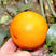 红橘苗嫁接四川红橘树苗东方红橘子苗南北方种植柑桔苗