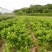 红橘苗嫁接四川红橘树苗东方红橘子苗南北方种植柑桔苗