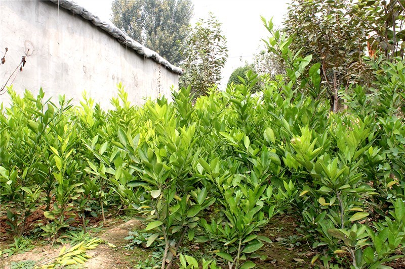 红橘苗嫁接四川红橘树苗东方红橘子苗南北方种植柑桔苗