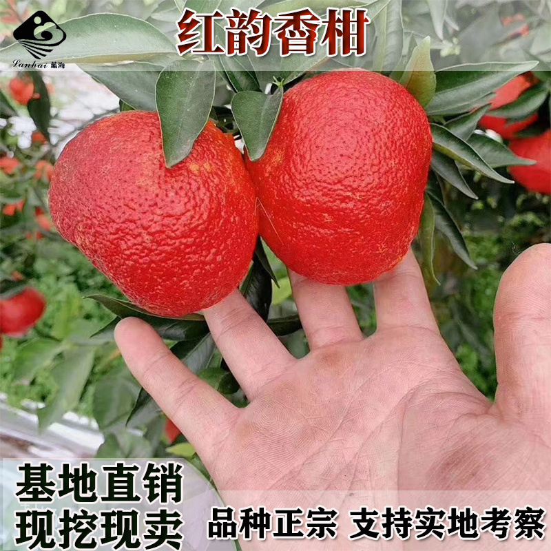 红韵香柑果树苗嫁接红韵血柑橙子苗晚熟柑橘苗柑桔南北种植