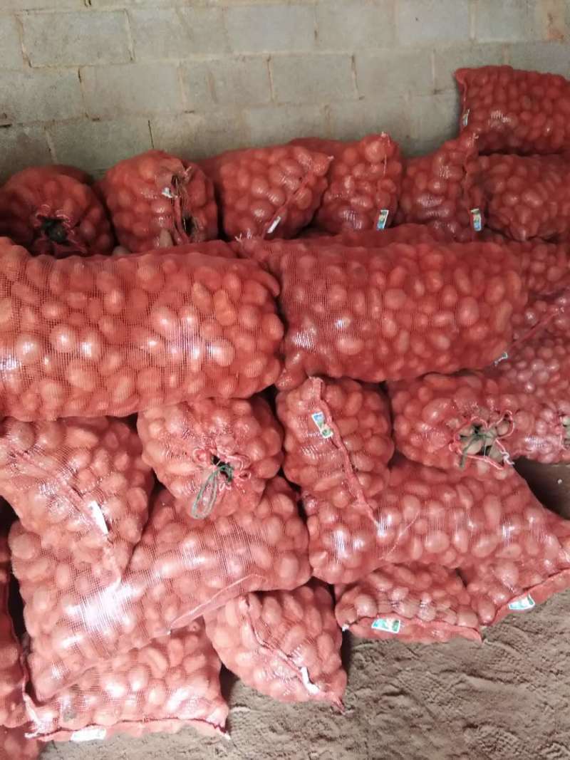优质云南土豆粉糯可口产地直销量大价优