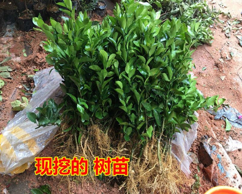 皇帝柑树苗柑橘苗皇帝柑桔苗贡柑砂糖橘桔子杂柑树苗当年结果