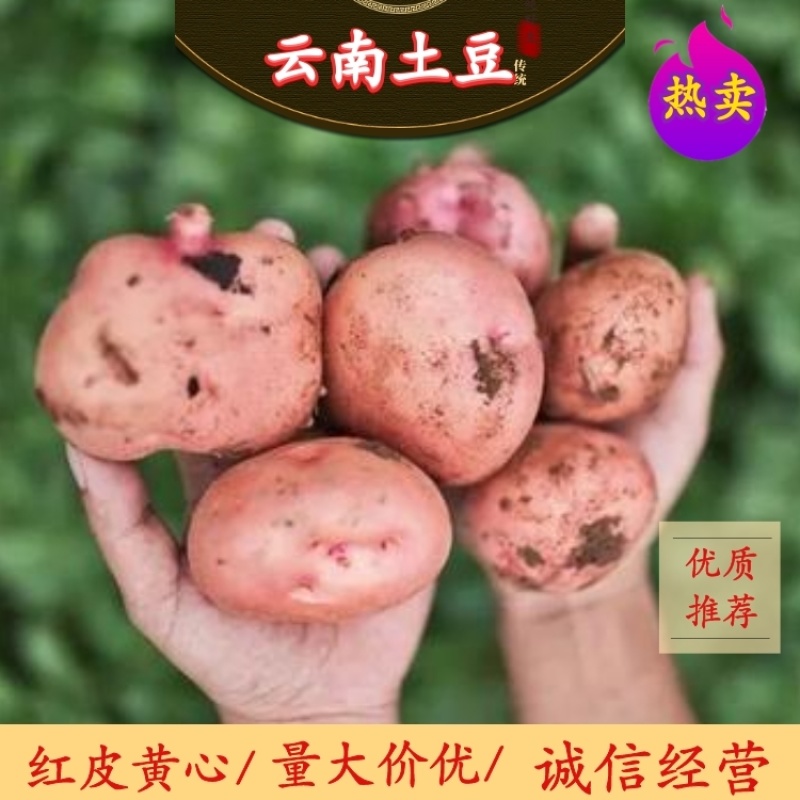 优质云南土豆粉糯可口产地直销量大价优