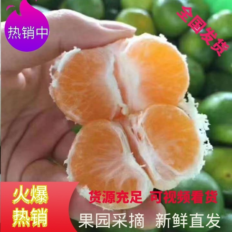 【🔥旺铺🔥】特早蜜橘采摘洗果打蜡装车一条龙服务欢迎！