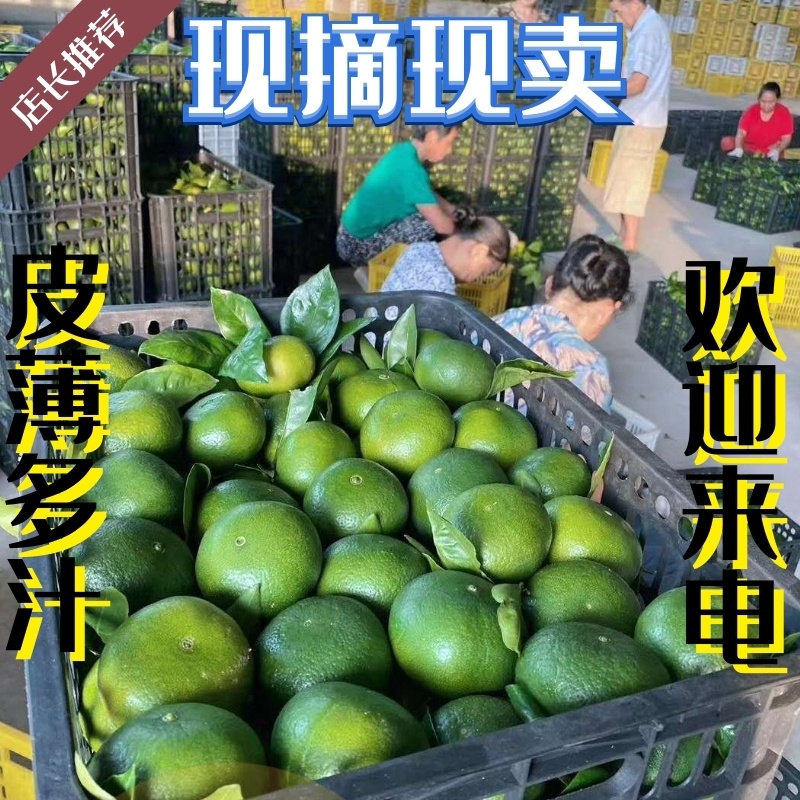 【旺铺】湖北蜜橘，采摘洗果打蜡装车一条龙服务！！！！