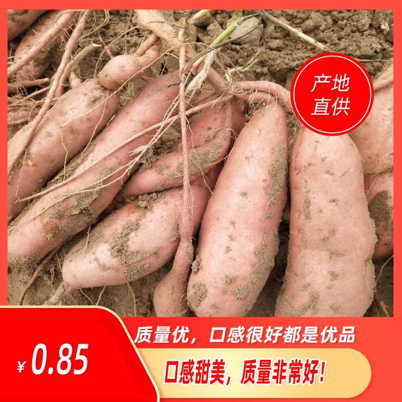 精品龙薯九，大量供应，质量好