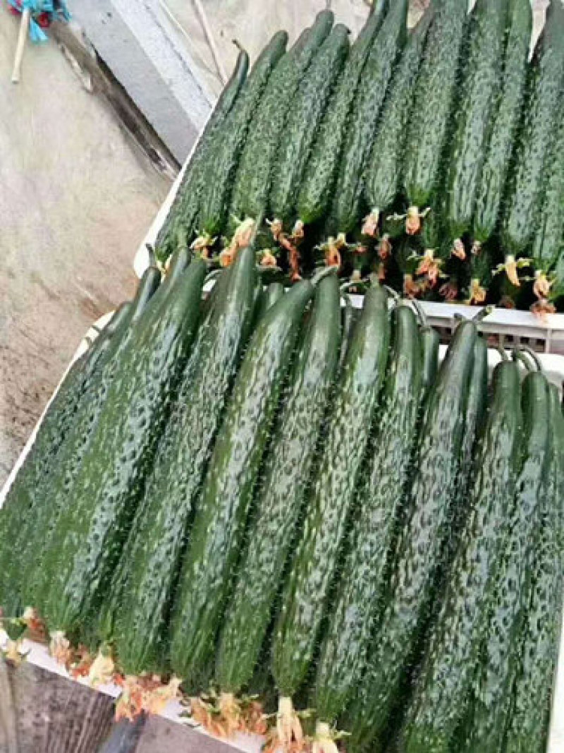 秋延黄瓜苗德瑞特黄瓜苗强雌黑油亮一大茬黄瓜嫁接育苗厂