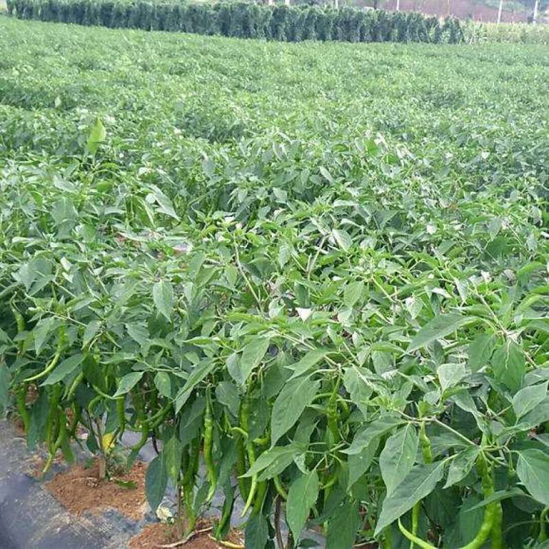 四川辣椒种子川椒种业干辣3号辣椒种子8g/袋
