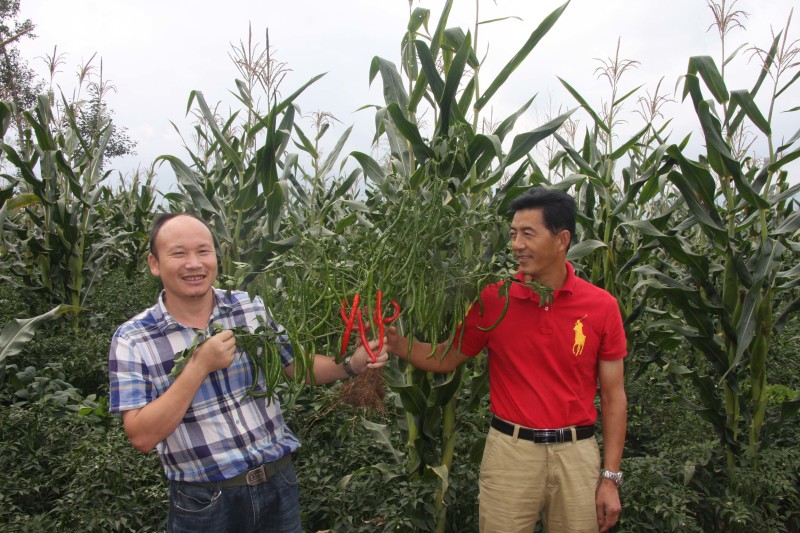 四川辣椒种子川椒种业干椒5号辣椒种子8g/袋