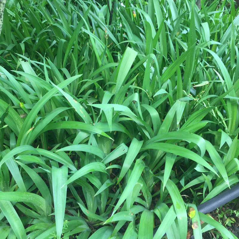常绿蓝色鸢尾花市政道路两旁绿化工程花卉耐荫植物