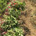 红叶石楠，地苗，袋苗，球型苗，高杆红叶石楠