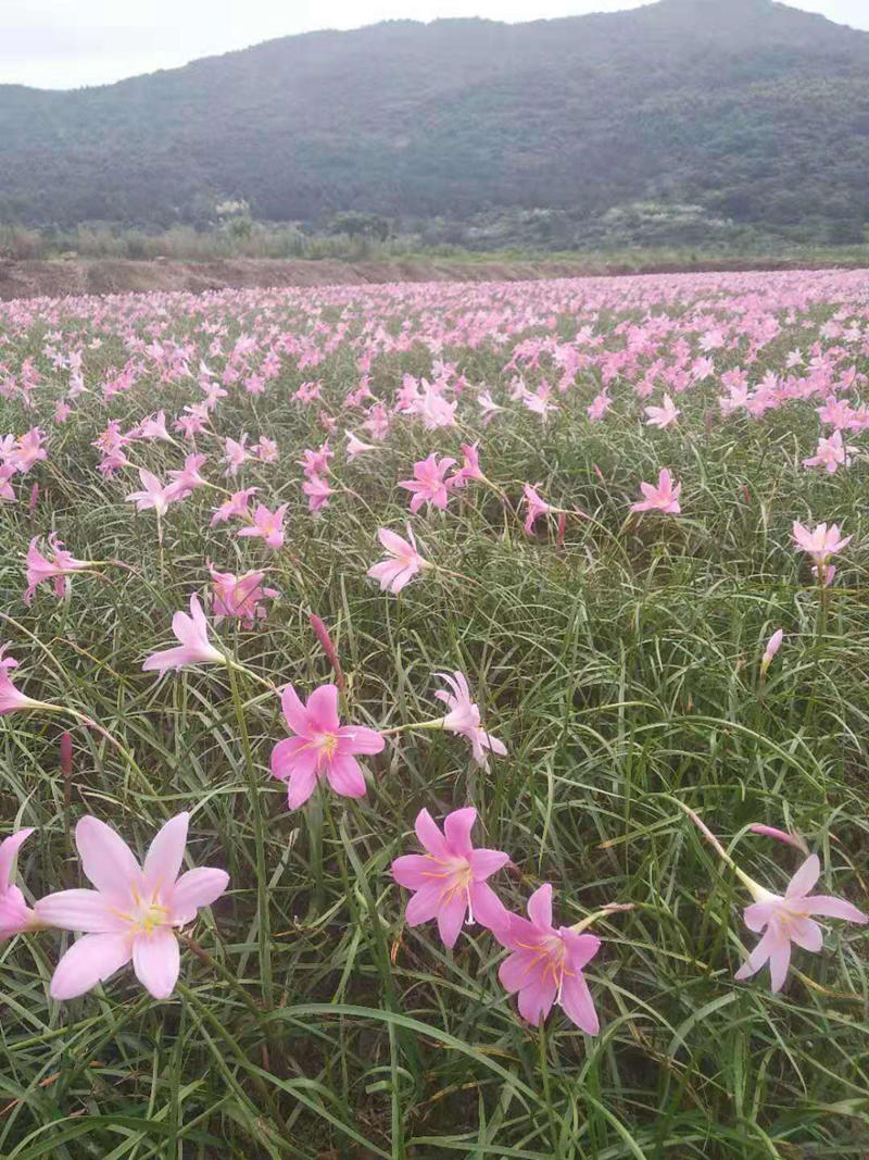 红花葱兰韭兰风雨花葱莲玉帘绿化宿根多年生花卉