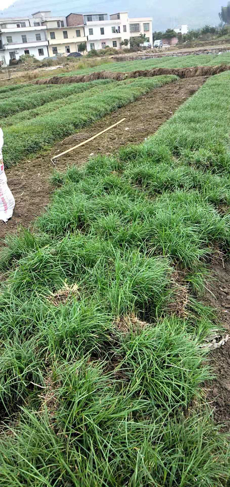 麦冬草细叶麦冬阔叶麦冬金边麦冬庭院绿化小径沿阶草