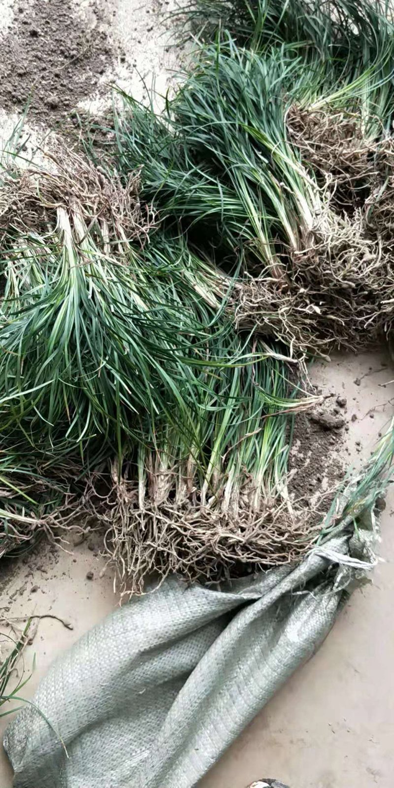 麦冬草细叶麦冬阔叶麦冬金边麦冬庭院绿化小径沿阶草