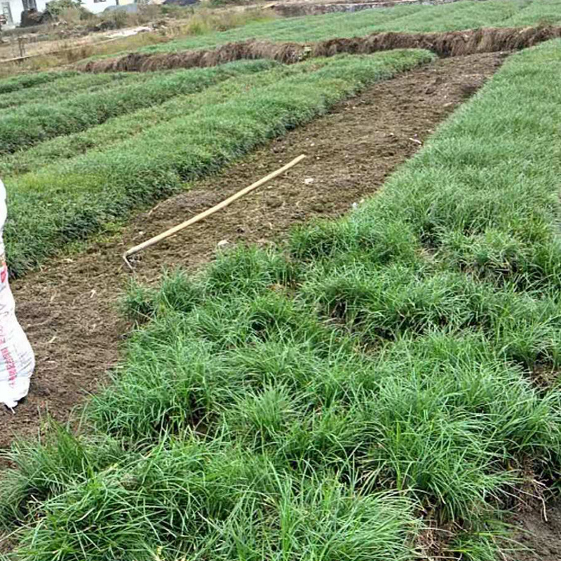 麦冬草细叶麦冬阔叶麦冬金边麦冬庭院绿化小径沿阶草