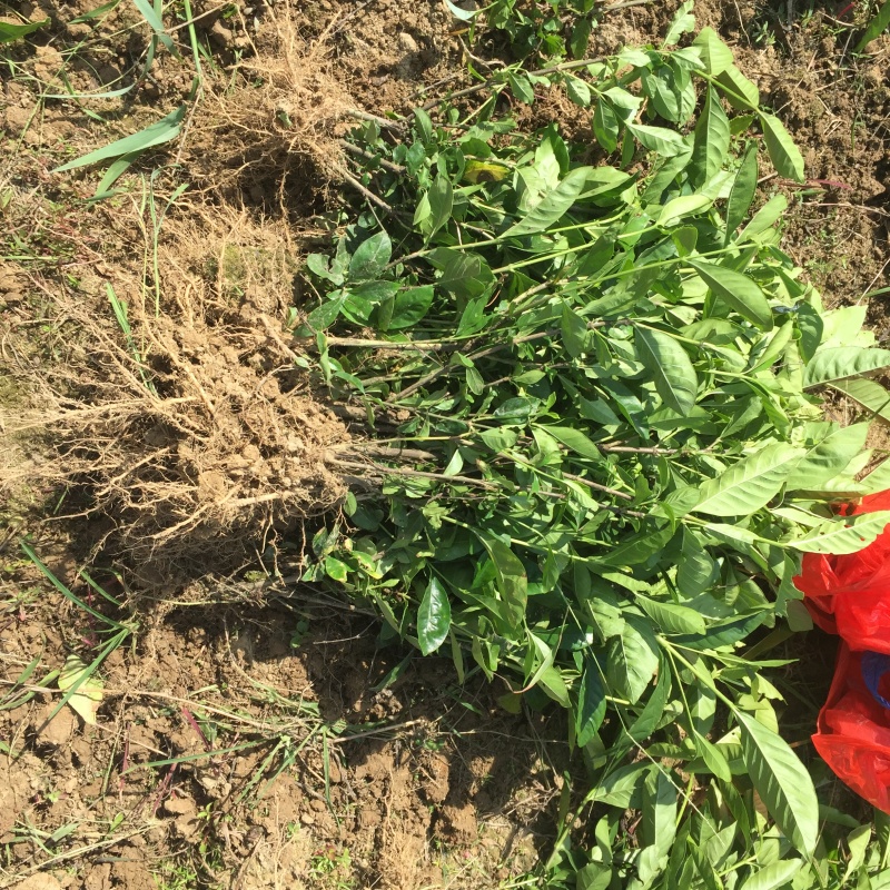牡丹栀子花大叶栀子景观绿化工程苗圃批发供应
