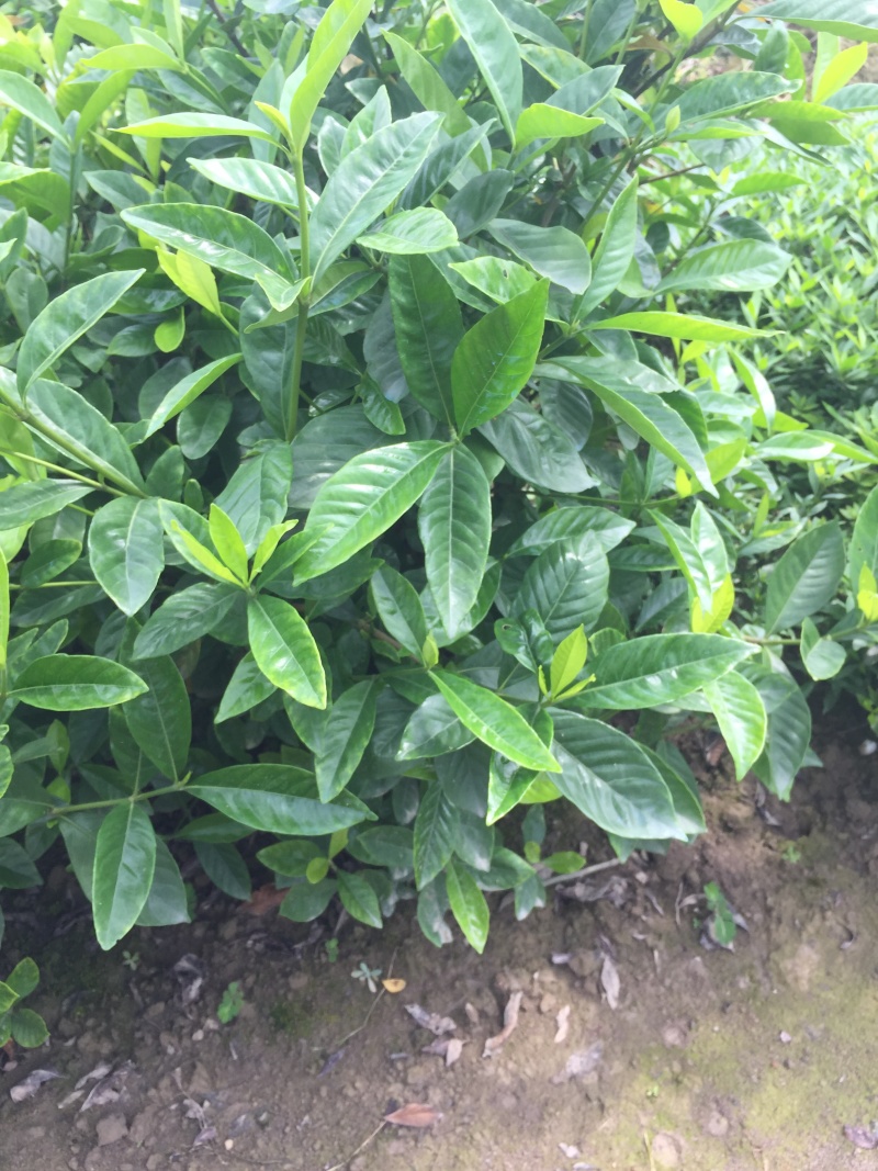牡丹栀子花大叶栀子景观绿化工程苗圃批发供应