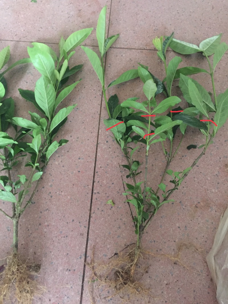 牡丹栀子花大叶栀子景观绿化工程苗圃批发供应