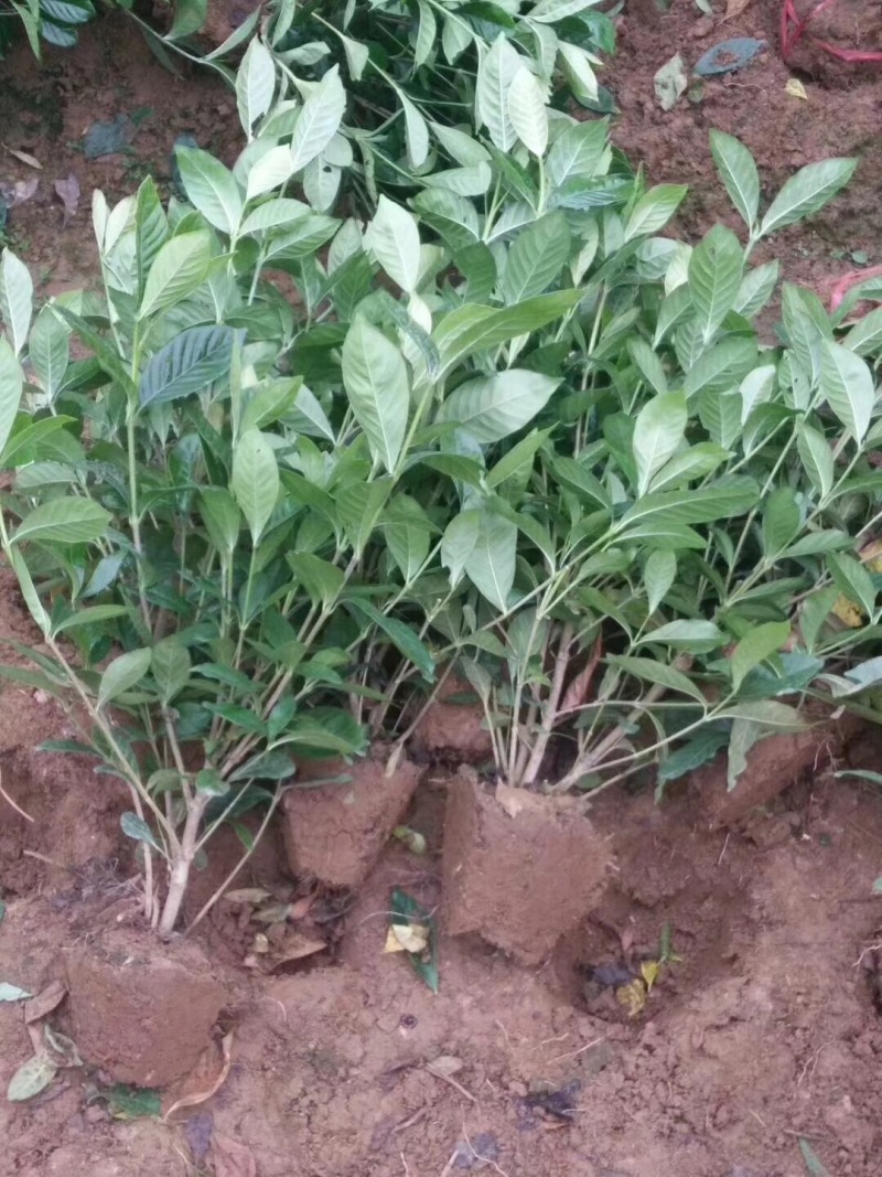 牡丹栀子花大叶栀子景观绿化工程苗圃批发供应