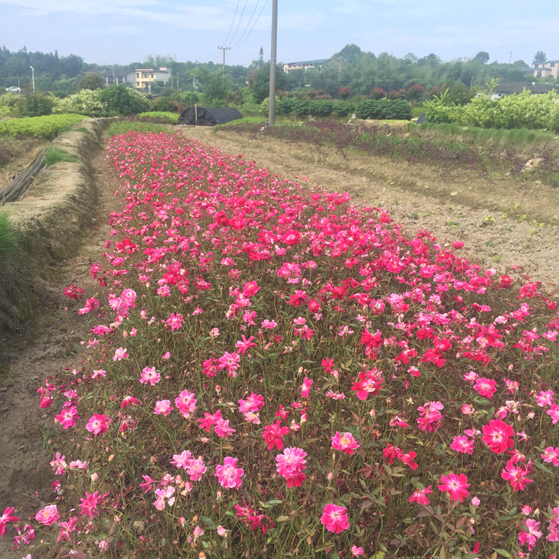 小花丰花月季量大从优高度30-50月季小花月季