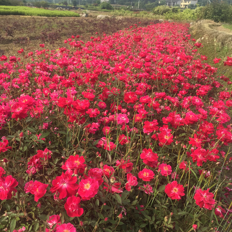 小花丰花月季量大从优高度30-50月季小花月季