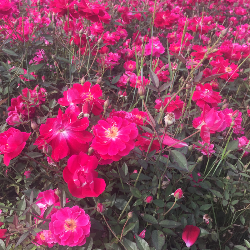 小花丰花月季量大从优高度30-50月季小花月季