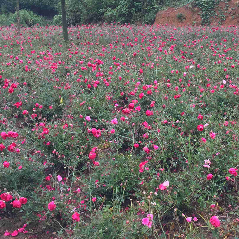 小花丰花月季量大从优高度30-50月季小花月季