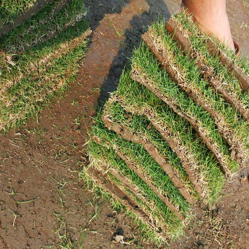 道路绿化用马尼拉草坪天然绿色护坡真草皮湖南厂家采购单价