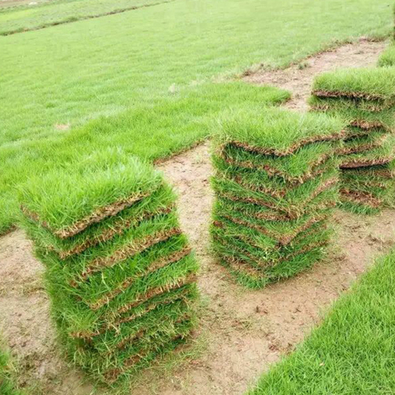 道路绿化用马尼拉草坪天然绿色护坡真草皮湖南厂家采购单价