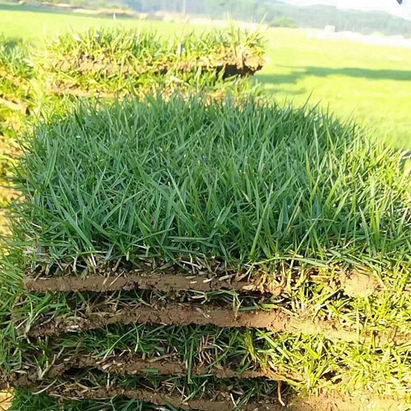 道路绿化用马尼拉草坪天然绿色护坡真草皮湖南厂家采购单价
