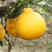 黄美人柑橘苗嫁接橘树苗杂柑苗柑桔苗南北方种植果树苗