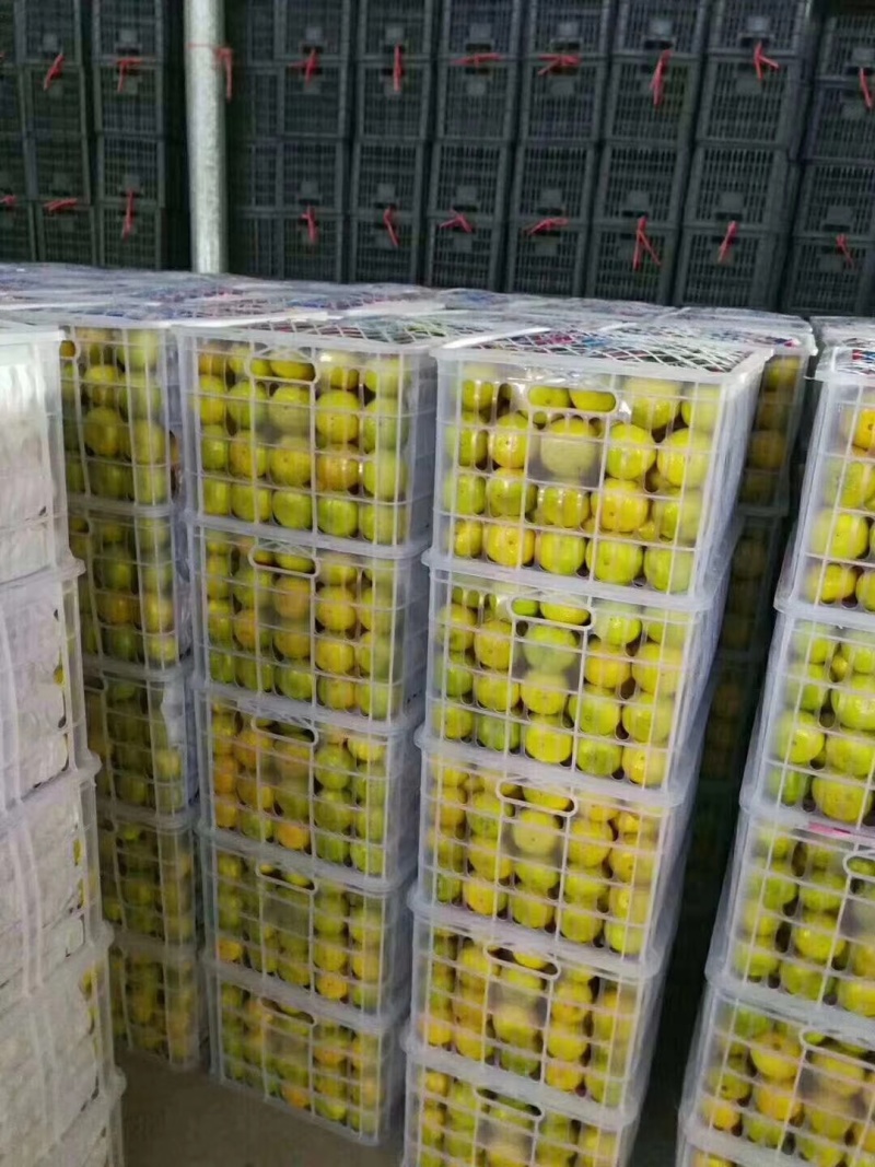 湖北优选柑桔.精品叶橘特早蜜橘一手货源现采现发诚信经营