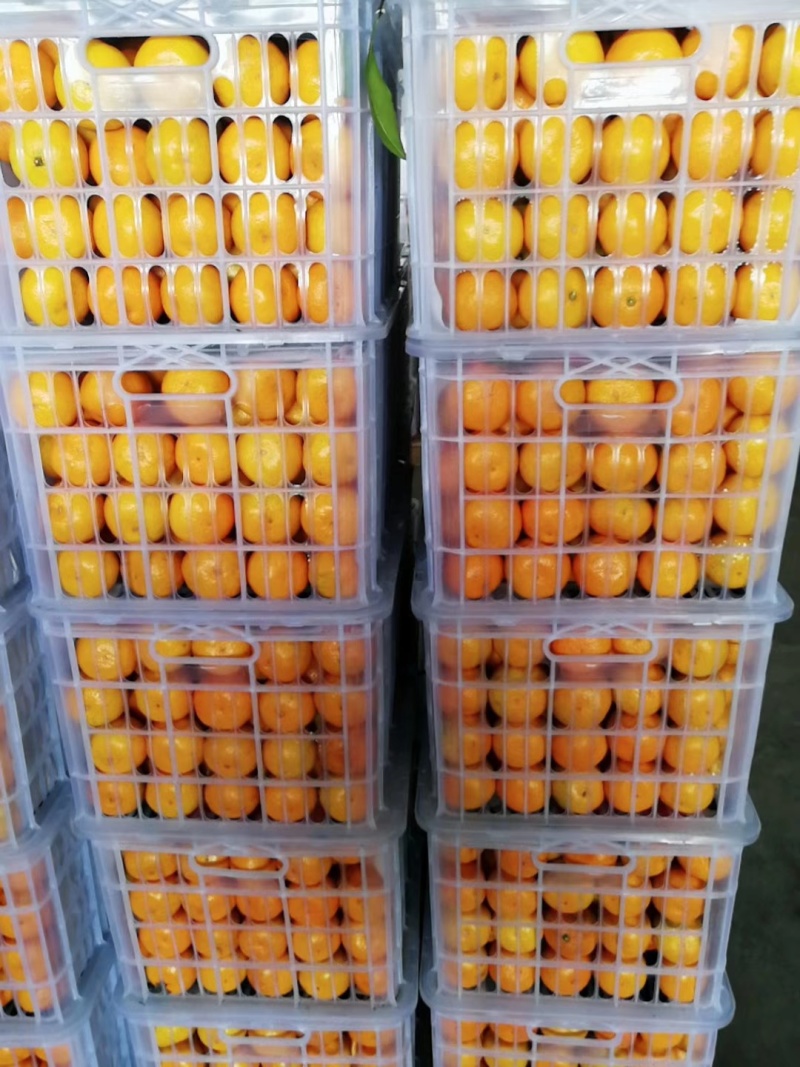 湖北优选柑桔.精品叶橘特早蜜橘一手货源现采现发诚信经营