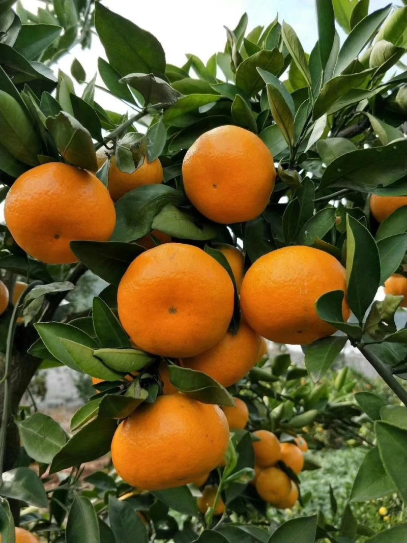湖北优选柑桔.精品叶橘特早蜜橘一手货源现采现发诚信经营