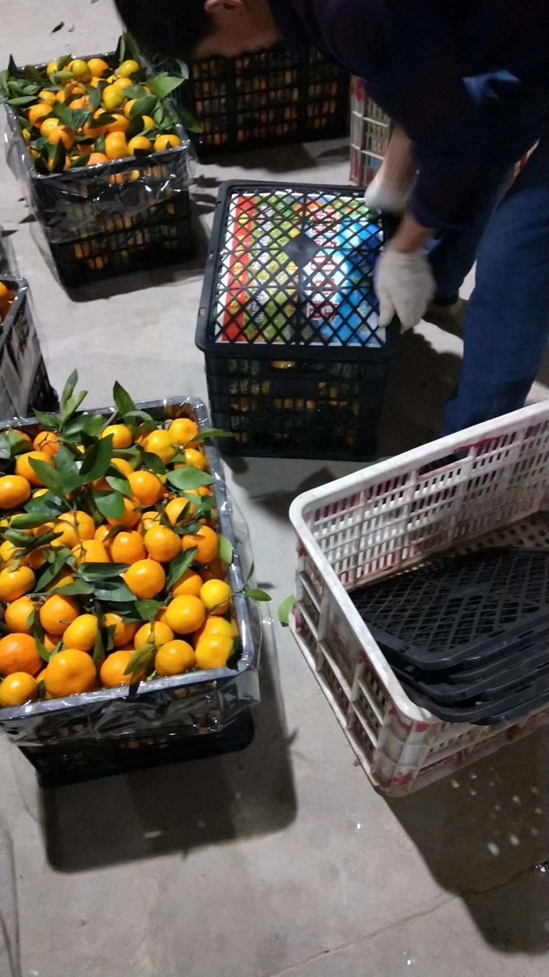 湖北优选柑桔.精品叶橘特早蜜橘一手货源现采现发诚信经营
