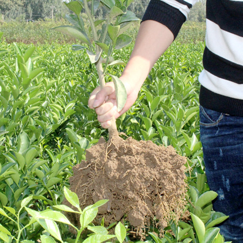 新品种果树苗濑户见柑橘苗桔子树苗不知火升级版柑桔苗