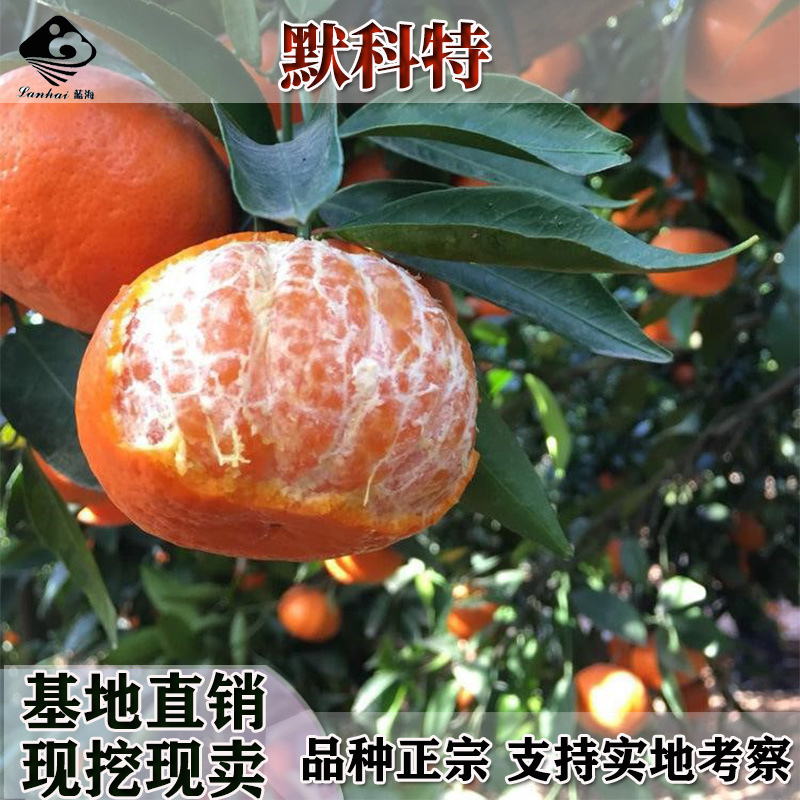 新品种兴津58号柑橘苗桔子苗明日见杂柑苗明日见柑橘
