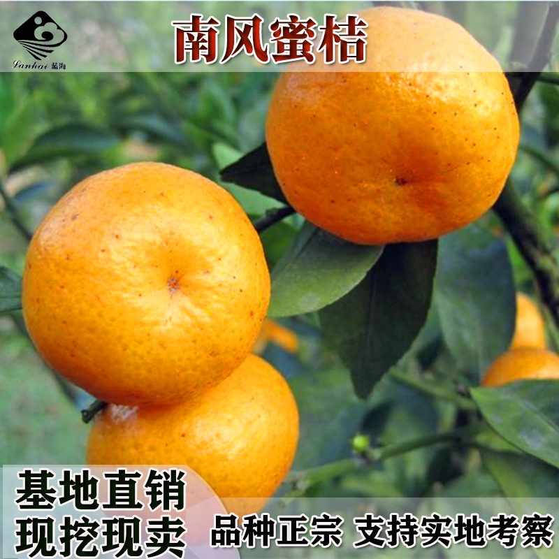 新品种兴津58号柑橘苗桔子苗明日见杂柑苗明日见柑橘