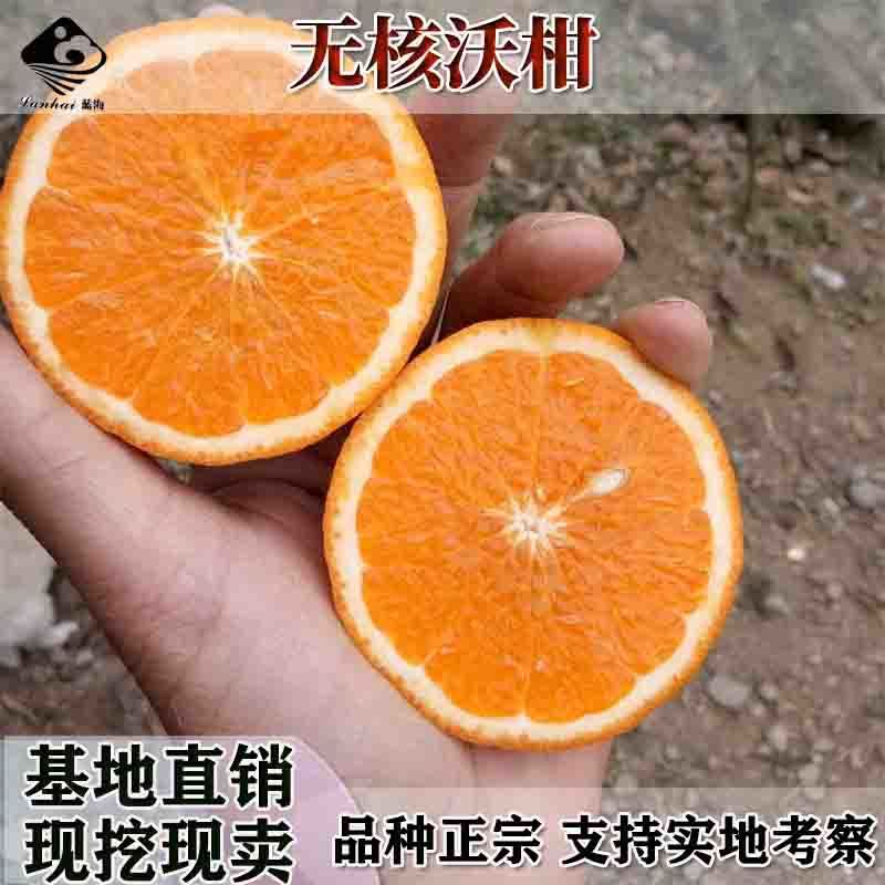 无核沃柑果树苗沃柑嫁接苗香橙嫁接沃柑树苗南北方种植柑橘苗