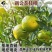 无核沃柑果树苗沃柑嫁接苗香橙嫁接沃柑树苗南北方种植柑橘苗