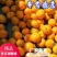 精品东江湖特早蜜桔上市了，本人收货每天有真实视频以及图片