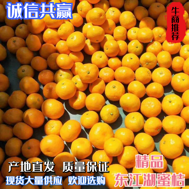 精品东江湖蜜橘欢迎您实地考察！本人诚信实力代办