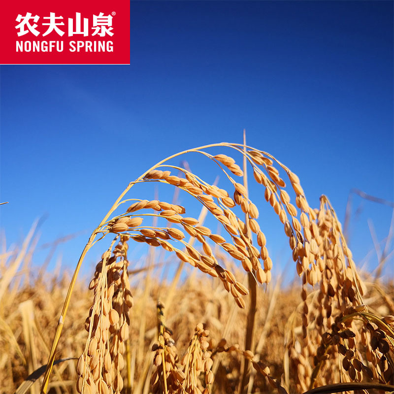 农夫山泉东北香米5斤10斤装东北特产包邮
