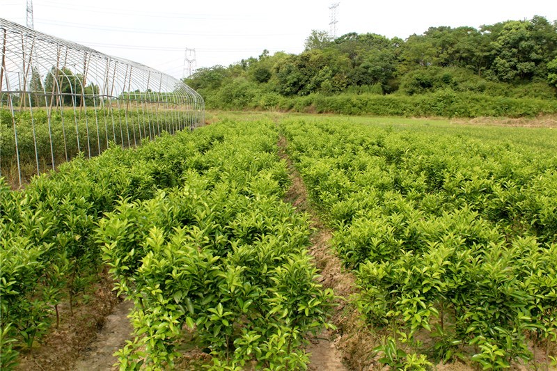 新会柑树苗正宗嫁接大红柑茶枝柑种苗树柑桔果陈皮柑橘子苗