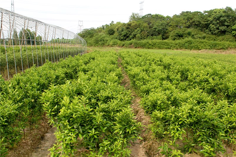 会柑多渠道销售场景图,包含设计精美的节日礼盒包装、电商仓库内的分拣打包作业场景、城市超市货架上的陈列展示,体现从产地到消费者的完整流通链条 会柑包装与销售渠道展示:精美的礼盒包装、电商平台订单打包现场、超市货架陈列