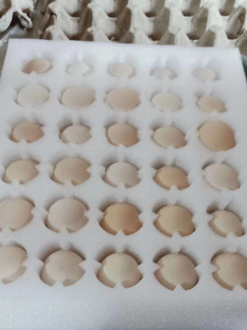 纯种泰和乌鸡种蛋受精蛋孵化小鸡用蛋产地农场直销包邮