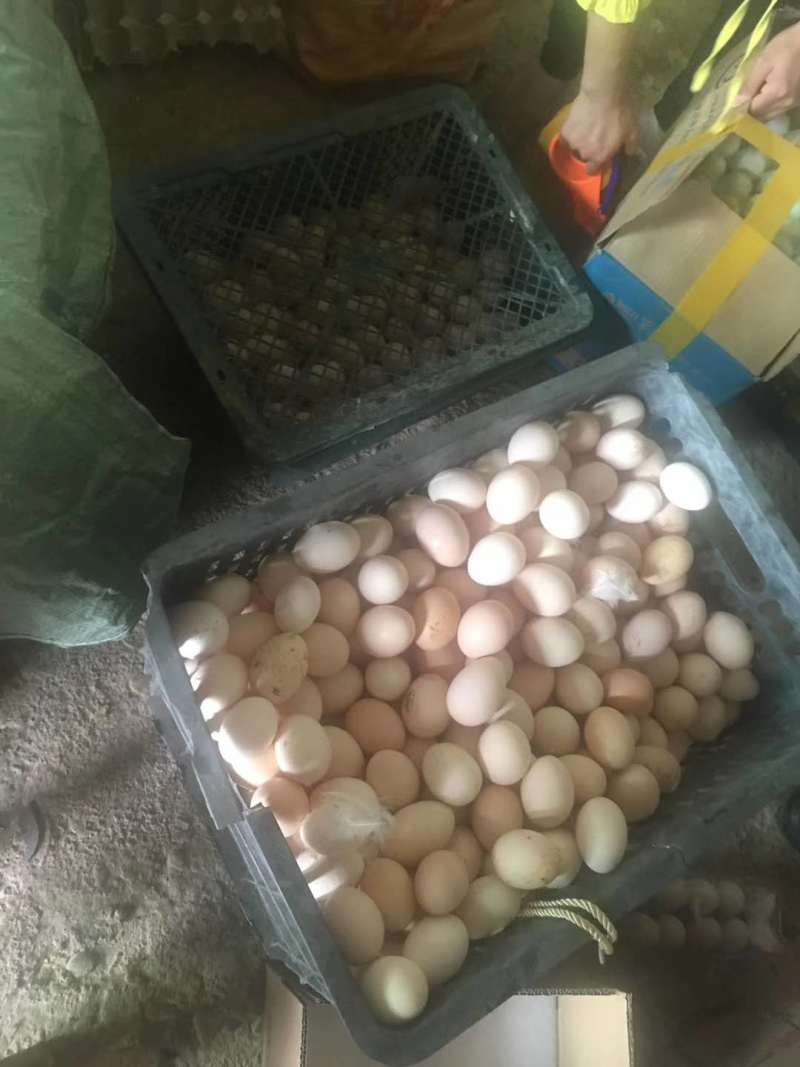 纯种泰和乌鸡种蛋受精蛋孵化小鸡用蛋产地农场直销包邮