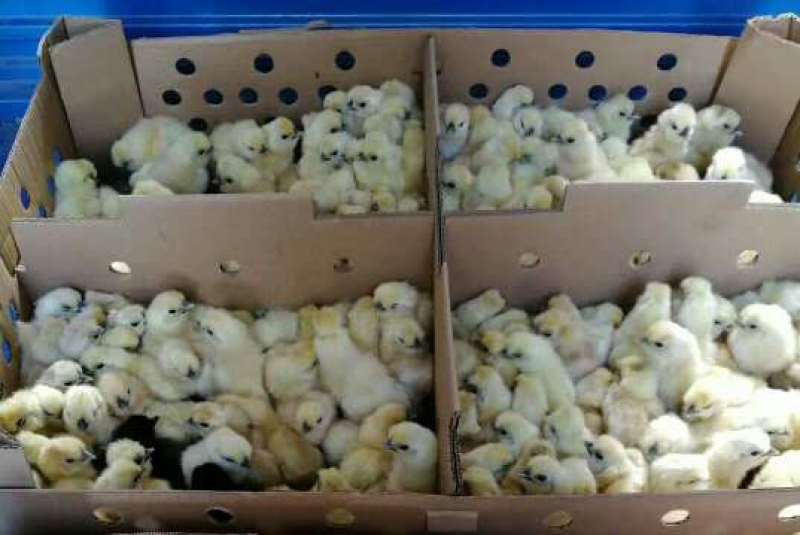正宗种蛋泰和乌鸡种蛋受精种蛋农场直销包邮破损包赔