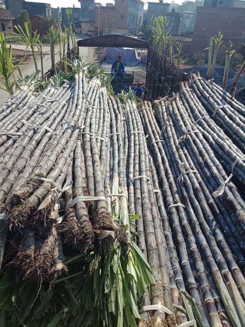 【热卖甘蔗】黄皮甘蔗广东清远产地直供全国市场视频拿货